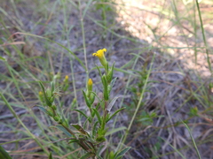 Croptilon rigidifolium