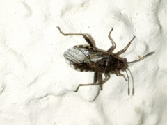 Stictopleurus