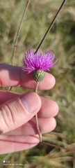 Cirsium canum