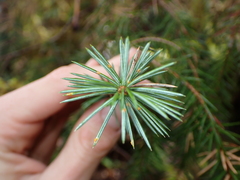 Picea sitchensis