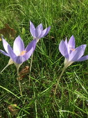 Crocus speciosus