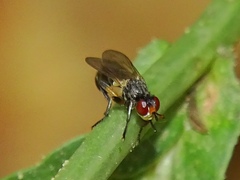 Thecophora
