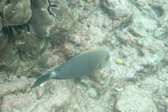 Acanthurus nigroris