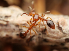 Formicoxenus nitidulus