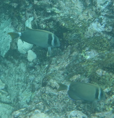 Acanthurus leucopareius