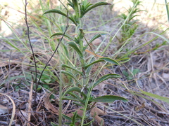 Croptilon rigidifolium