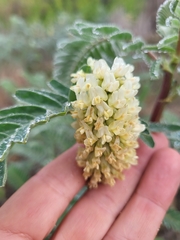 Astragalus pycnostachyus