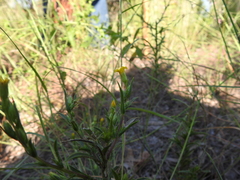 Croptilon rigidifolium