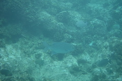 Kyphosus cinerascens