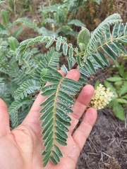 Astragalus pycnostachyus