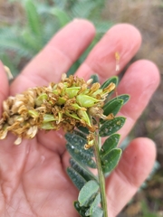 Astragalus pycnostachyus