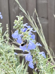 Xylocopa tabaniformis parkinsoniae