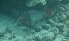 Scarus rubroviolaceus