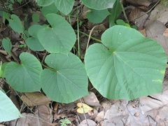 Cissus repanda