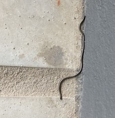 Epictia borapeliotes