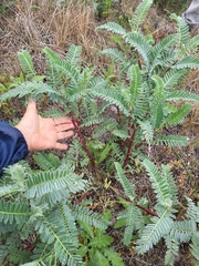Astragalus pycnostachyus