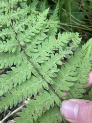 Thelypteridaceae