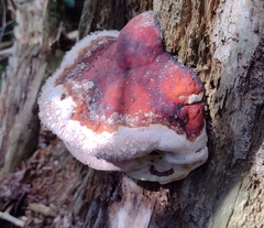 Fomitopsis pinicola