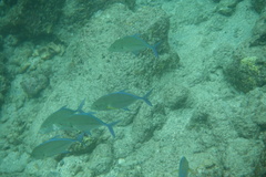 Caranx melampygus
