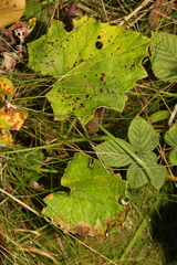 Tussilago farfara