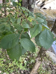 Ulmus americana