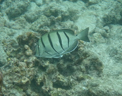 Acanthurus triostegus