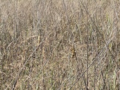 Melanoplus differentialis