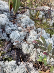 Cladonia stellaris