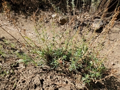 Penstemon rostriflorus