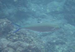 Scomberoides lysan