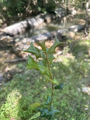 Ilex cornuta