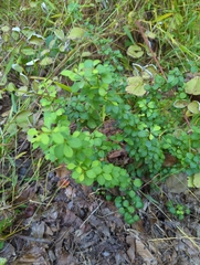 Desmodium marilandicum