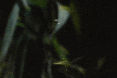 Tetragnatha ceylonica