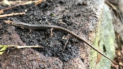 Saproscincus spectabilis