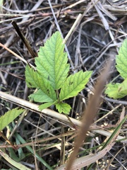 Rubus trivialis