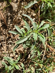 Penstemon rostriflorus