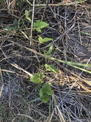 Rubus trivialis