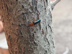 Compsocerus violaceus