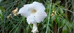 Pandorea jasminoides