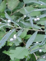 Euura pedunculi