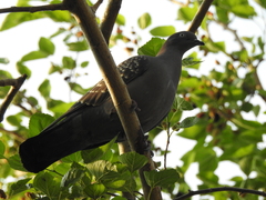 Patagioenas maculosa