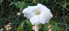 Pandorea jasminoides