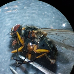 Muscoidea