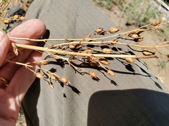 Penstemon rostriflorus