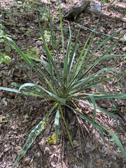 Yucca filamentosa