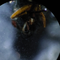 Muscoidea