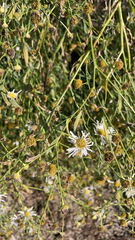 Chloracantha spinosa