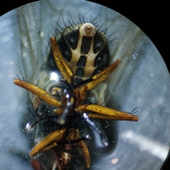 Muscoidea