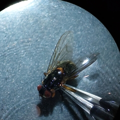 Muscoidea
