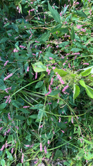 Persicaria longiseta